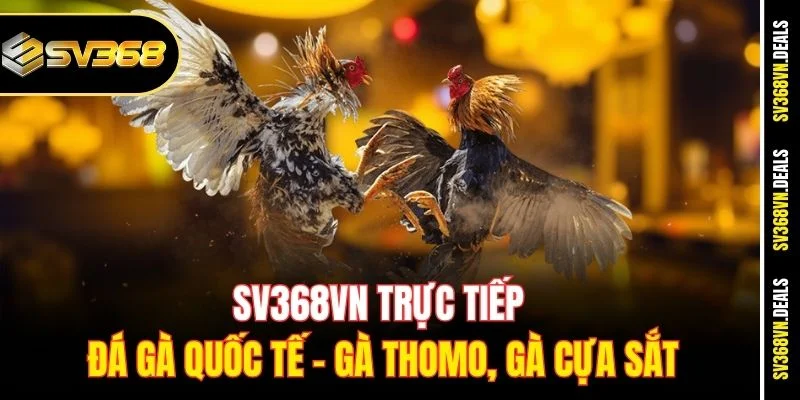 SV368VN trực tiếp đá gà quốc tế – Gà Thomo, gà cựa sắt